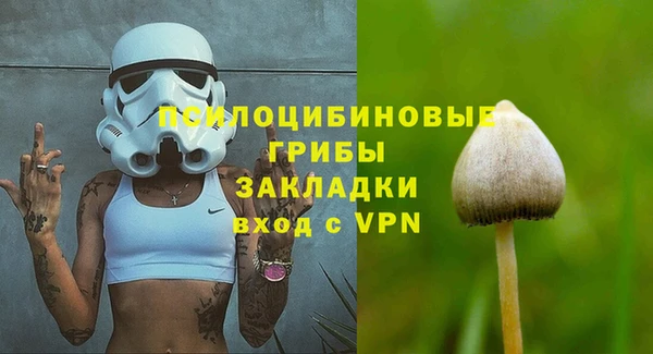 индика Ельня